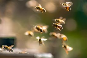 Flying bees in a natural setting near a hive