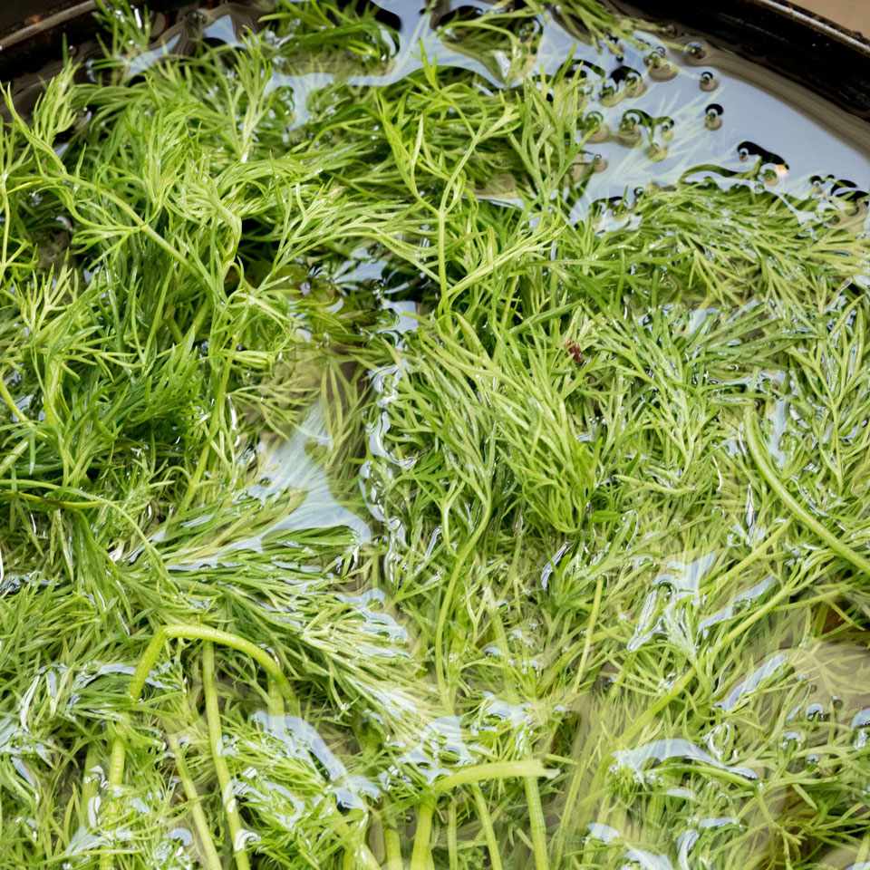 herbs in water