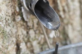 Sap dripping from tap into bucket